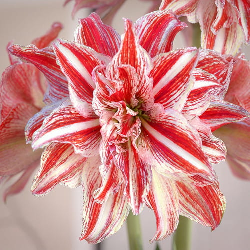 Amaryllis (Hippeastrum) Gestreept Double - for Sale Amaryllis (Hippeastrum) Gestreept Double