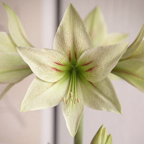 Amaryllis (Hippeastrum) Green Valley - for Sale Amaryllis (Hippeastrum) Green Valley