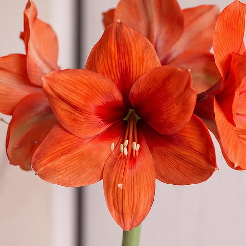 Amaryllis (Hippeastrum) Horizon