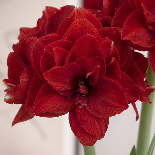 Amaryllis (Hippeastrum) Inferno