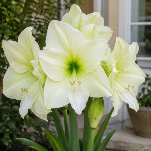 Amaryllis (Hippeastrum) Lemon Star - for Sale Amaryllis (Hippeastrum) Lemon Star