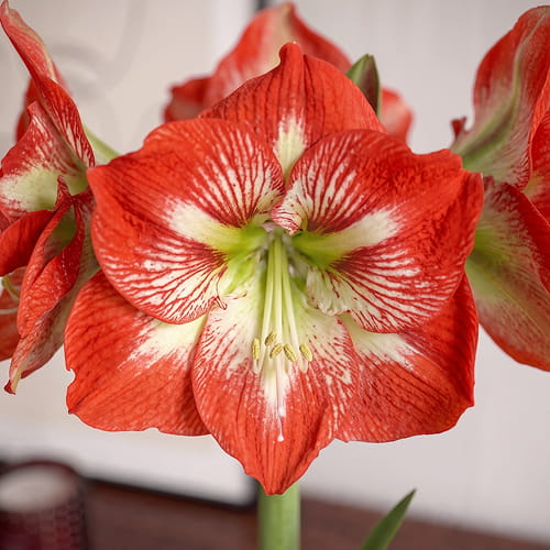 Amaryllis (Hippeastrum) Megastar - for Sale Amaryllis (Hippeastrum) Megastar