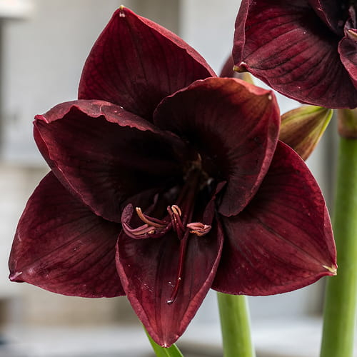 Amaryllis (Hippeastrum) Nr. 9555F - for Sale Amaryllis (Hippeastrum) Nr. 9555F