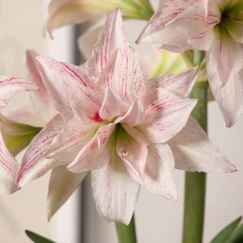 Amaryllis (Hippeastrum) Pretty Amadeus