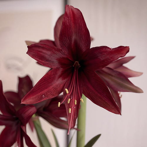 Amaryllis (Hippeastrum) Red Amazone