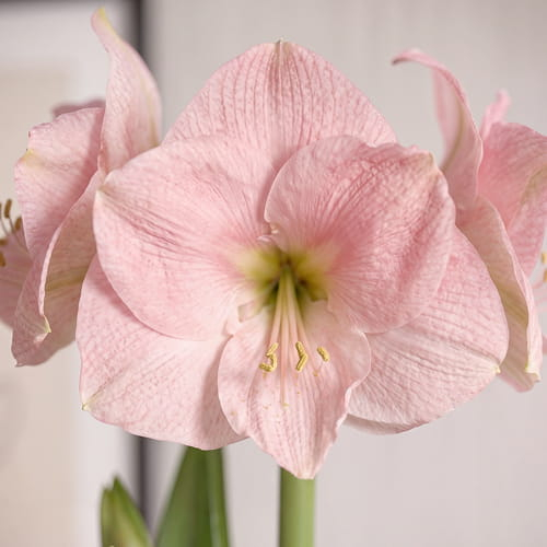 Amaryllis (Hippeastrum) Reve - for Sale Amaryllis (Hippeastrum) Reve
