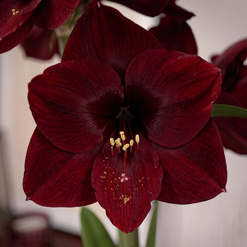 Amaryllis (Hippeastrum) Royal Velvet - for Sale Amaryllis (Hippeastrum) Royal Velvet