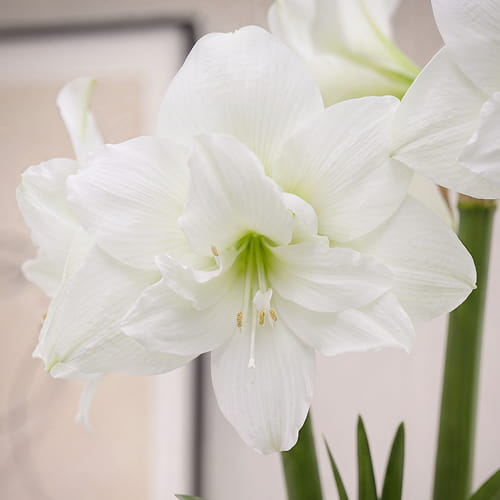 Amaryllis (Hippeastrum) Snow White