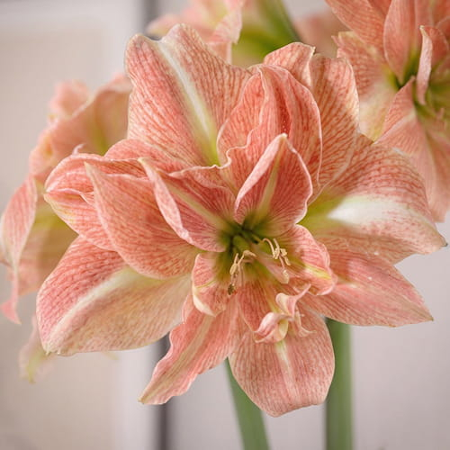 Amaryllis (Hippeastrum) Sweet Amadeus