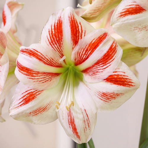 Amaryllis (Hippeastrum) Sydney