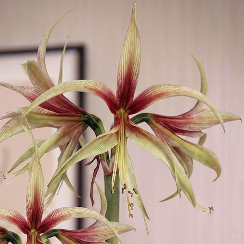 Amaryllis (Hippeastrum) Tarantula