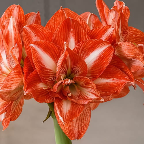Amaryllis (Hippeastrum) Tropical Nymph - for Sale Amaryllis (Hippeastrum) Tropical Nymph