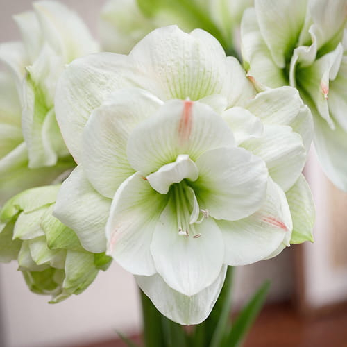 Amaryllis (Hippeastrum) White Amadeus