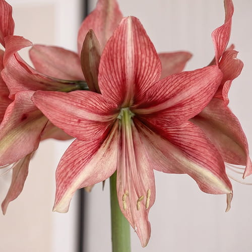 Amaryllis Pink Amazon