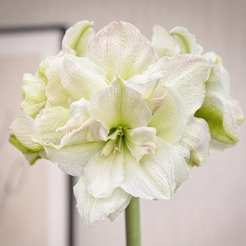 Amaryllis (Hippeastrum) Polar Belle 