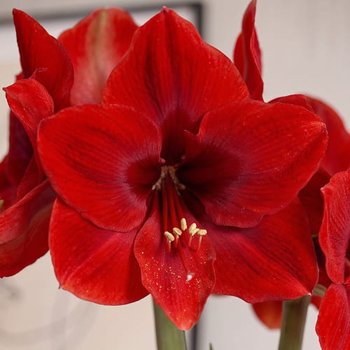 Amaryllis (Hippeastrum) Red Cream (Queen) - for Sale Amaryllis (Hippeastrum) Red Cream (Queen)