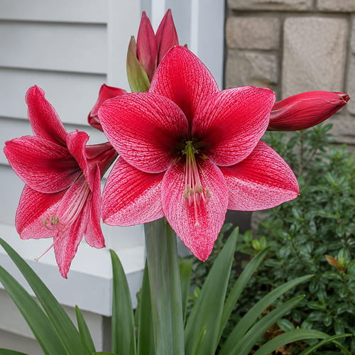 Amaryllis (Hippeastrum)  Reveleation