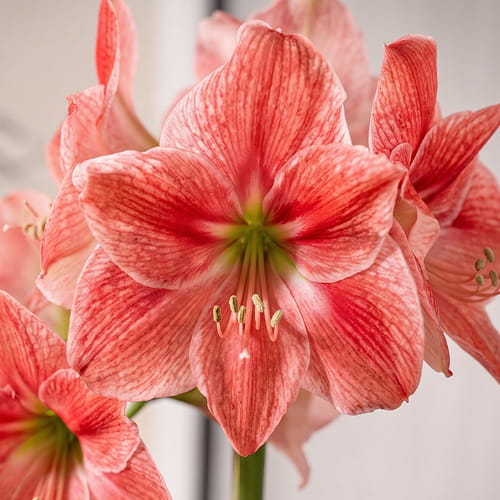 Amaryllis (Hippeastrum) Sweet Cream 