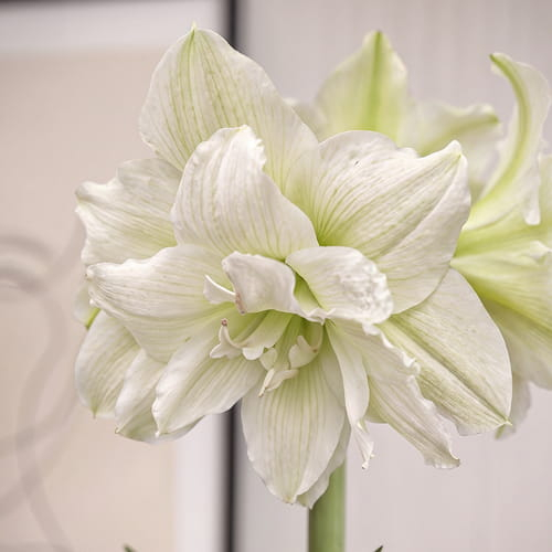 Amaryllis (Hippeastrum) White Glory