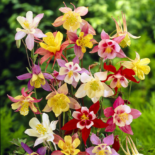 Aquilegia Mix - online bestellen direkt aus Holland - for Sale Aquilegia Mix - online bestellen direkt aus Holland
