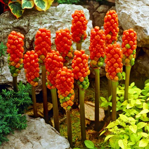 Arum italicum Marmoratum - online bestellen direkt aus Holland - for Sale Arum italicum Marmoratum - online bestellen direkt aus Holland