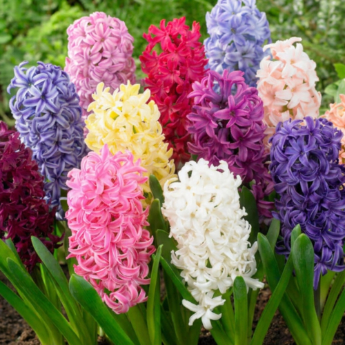 Hyacinth Oriental Collection