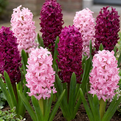Hyacinths Purple and Pink Collection
