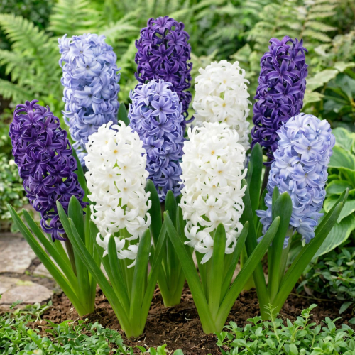Hyacinth Blue and White Collection