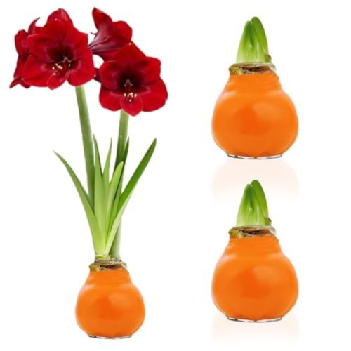 Orange Wax (2 Pieces) Amaryllis Bulb Collection - for Sale Orange Wax (2 Pieces) Amaryllis Bulb Collection