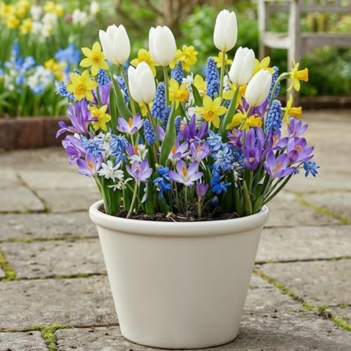 Spring Flower Bulbs Early Bloom Collection - for Sale Spring Flower Bulbs Early Bloom Collection