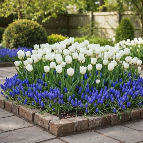 Spring Flower Bulbs Delft Blue Collection - for Sale Spring Flower Bulbs Delft Blue Collection