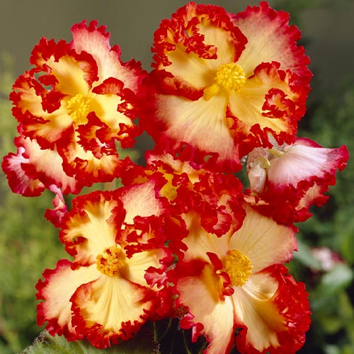 Begonie Crispa Marginana Yellow-Red - online bestellen direkt aus Holland