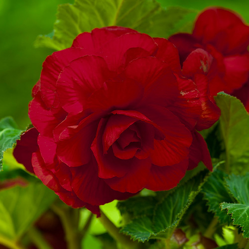 Begonie Double Dark Red - online bestellen direkt aus Holland - for Sale Begonie Double Dark Red - online bestellen direkt aus Holland