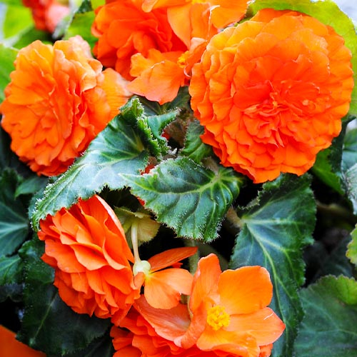 Begonie Double Orange - online bestellen direkt aus Holland