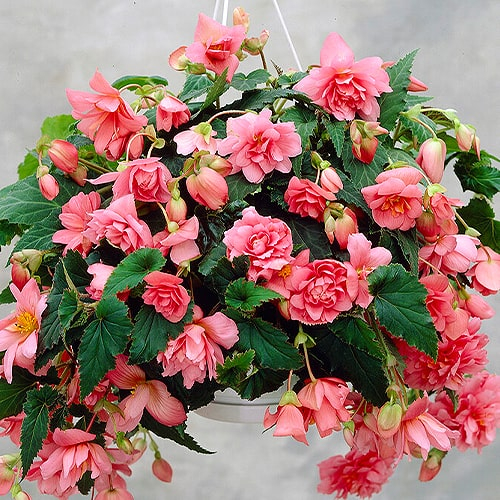 Begonie Pendula Cascade Pink - online bestellen direkt aus Holland - for Sale Begonie Pendula Cascade Pink - online bestellen direkt aus Holland