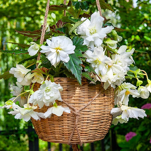 Begonie Pendula Cascade White - online bestellen direkt aus Holland - for Sale Begonie Pendula Cascade White - online bestellen direkt aus Holland