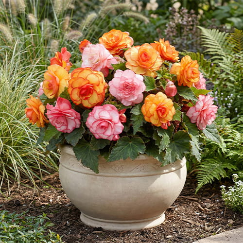 Begonia Picotee Collection (Orange+Pink)