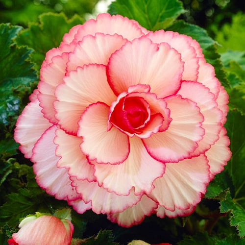 Begonie Picotee White-Red - online bestellen direkt aus Holland
