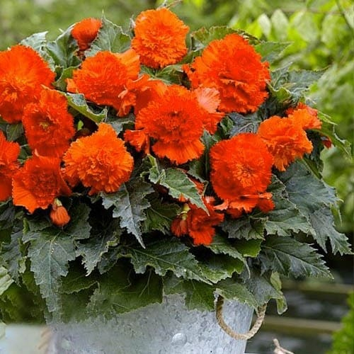 Begonie Fimbriata Orange - online bestellen direkt aus Holland - for Sale Begonie Fimbriata Orange - online bestellen direkt aus Holland