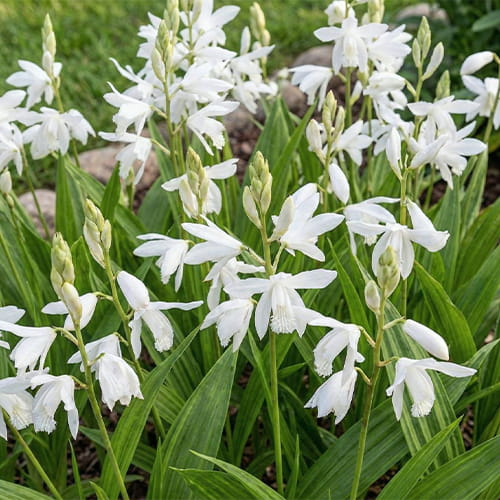 Bletilla Striata Variegata