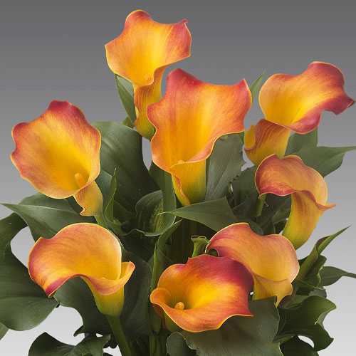 Calla Captain Lido - online bestellen direkt aus Holland