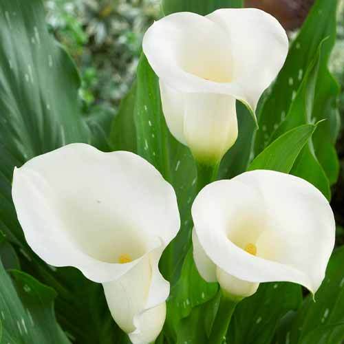 Calla Lily (Zantedeschia) Ivory Art - online bestellen direkt aus Holland