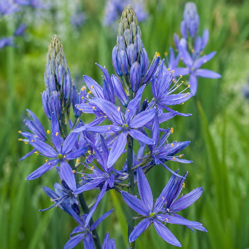 Camassia quamash - for Sale Camassia quamash
