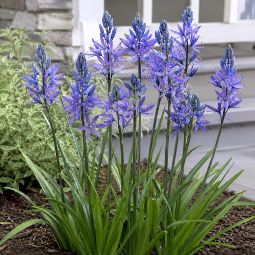 Camassia quamash Blue Melody - for Sale Camassia quamash Blue Melody