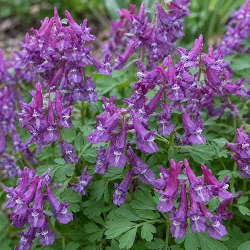 Corydalis Purple Bird