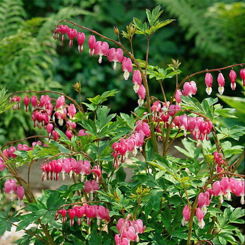 Dicentra Collection (White+Pink)