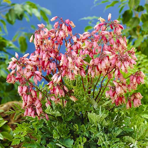 Dicentra (formosa) Bacchanal