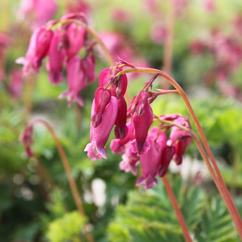 Dicentra Luxuriant