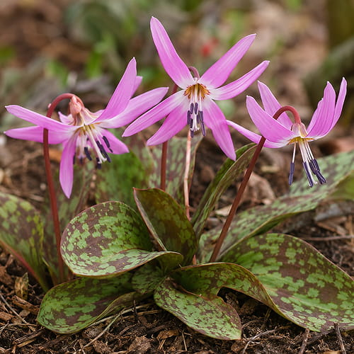 Erythronium Purple King