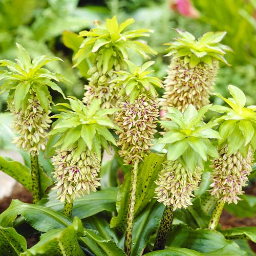 Eucomis Bicolor - online bestellen direkt aus Holland